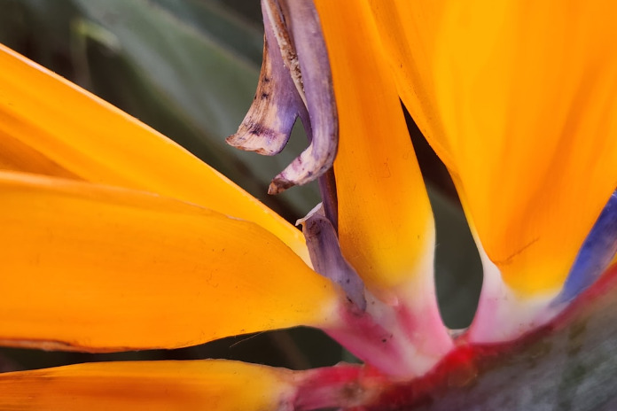 How to Take Great Close-Up Shots