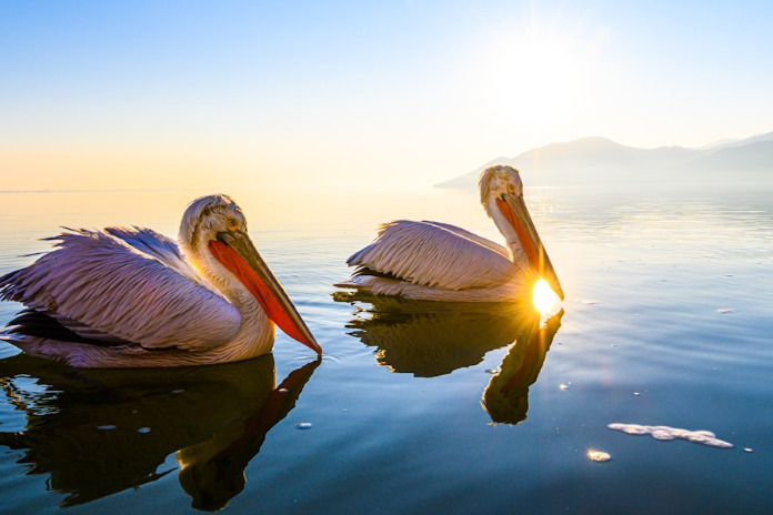 The Beauty In The Silence